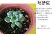 心栽花坊-藍精靈/藍蘋果/藍之天使/3吋/多肉植物/小品/售價120特價100