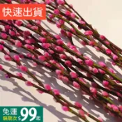 🇹🇼台灣🇹🇼 彩色銀柳染色劑 鮮花染色 植物染色 貓柳 柳枝 柳條 花店用品 過年新春擺設 金錢樹 發財樹 求好運