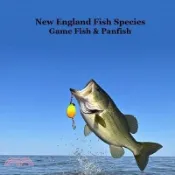 【三民網路書店】New England Game Fish and Panfish Species Kids Book: Great Book About the Different Types of Fish in New England 作者：Kinsey Marie