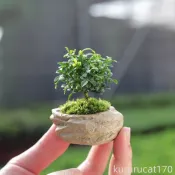 【植物盆栽】 迷你羅漢松 指尖小盆栽 淨化空氣 室內盆栽 桌面超迷你微型綠植 辦公室趣味 辦公室擺件
