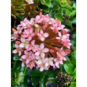 ❤ 不限金額出貨 ❤療癒語過天晴🌞觀葉植物&【粉紅仙丹花】