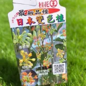 日本變色桂✅多花性✅ 四季桂花 日本香水桂 專利武藤紅桂花 桂花 桂花樹  桂花苗，住大樓買家也可在陽台《盆栽》開花。