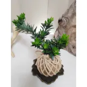 《Kamata🌈》☘️珍珠羅漢松苔球☘️常綠喬木 手作苔球 室內植物 空氣淨化 可吊掛居家小品 桌上型苔球 網紅植物