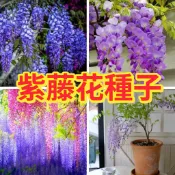 🔥紫藤花種子🍓【台灣】紫藤花種子發芽率99% 日本多花紫藤種子盆栽 稀有品種 超高產