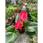杭家園藝  紅火鶴  火鶴花  六寸盆