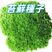 【苔蘚種子】青苔孢子 室內外造景 懶人植物 微景觀盆栽 快速發芽 綠化裝飾 陽台庭院 居家園藝  新手易種植