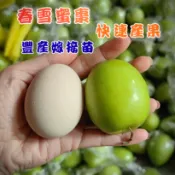 【春雪蜜棗】快速產果 嫁接苗 新手必種 果樹盆栽 棗子苗 棗子 蜜棗苗 蜜棗 水果苗 果樹苗
