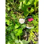 @大大園藝@**蔓性*白滿天星玫瑰花枝條20***植物是活體！！不適用7天鑑賞期，能接受者再購買！