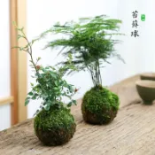 紫菀百貨店 紅觀音竹苔蘚球水培室內植物竹子盆栽竹子苗茶臺桌面盆景客廳綠植