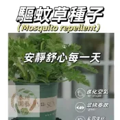 現貨速發（ 30款驅蚊草種子）#香蜂草#羅勒#迷迭香#艾草#薄荷#香茅#豬籠草#庭院陽臺種植  驅蚊草種子 盆栽庭院種植