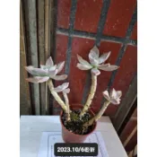 ●○植宅●○石蓮花(朧月)●○3吋●○多肉植物●○可食用