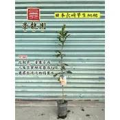 「景龍園」日本長崎枇杷苗/怪獸枇杷苗/黃金枇杷苗/茂木