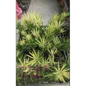喬木  虎班羅漢松 56吋盆高20cm新品種..斑紋漂亮【花花世界玫瑰園】m 0 直購