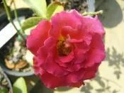 ╭＊田尾玫瑰園＊╯玫瑰花--(幻想)