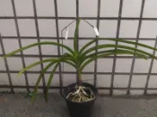 【唐老鴨】 桑德萬代蘭 Vanda sanderiana (側芽-#1)
