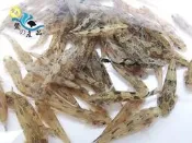 純淡水 筍殼魚苗 3-4公分大小 人工養殖 活體宅配 高級模型  金奇企業社