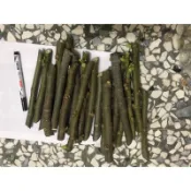 ORO白-無花果-3枝條-嫁接-扦插-木質化枝條