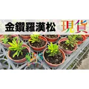 金鑽羅漢松 含盆寄出 居家庭園適宜種植 愛光愛水 新手入門﹝珍奇植物 CarnivoRUs﹞