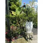 霏霏園藝金鑽羅漢松飄型的有一棵棵特價18000元含運原價36000元樹膠厚的