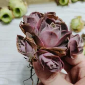 山玫界的瑪麗蓮夢露~柏拉圖山地玫瑰群生🌹6-10頭🌹實品拍攝隨機【妮朵的異想飾界🌹山地玫瑰】