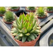 【多肉好好買】一寸盆 刺蝟卷絹 多肉植物 現貨