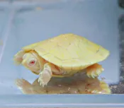 【成崧水族-特價】白子巴西龜 白子巴西烏龜 巴西龜 白子巴西 水龜 澤龜