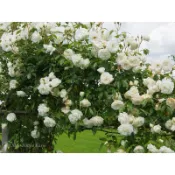 英國奧斯汀-雪天鵝 Snow Goose - 5寸控根盆！超人氣品種！《蟹老闆園藝花卉🤟》藤本月季.蔓性玫瑰苗