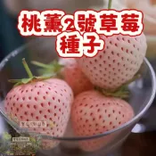 🍓草莓種子 【 桃薰2號草莓種子】陽台庭院盆栽植物種子  四季種植當年結果  精選高發芽率95% #Strawberr