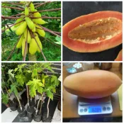 超矮種-進口巨大矮種木瓜苗✅可盆栽+快速結果+無籽+四季產果✅ 高甜度 木瓜苗 矮種木瓜 木瓜苗 矮種木瓜苗 矮木