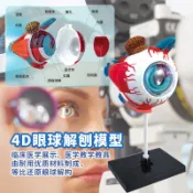 台灣出貨 手工DIY 人體教學眼球解剖專用結構模型可拆卸仿真眼睛醫學眼部實驗器材