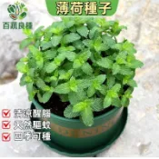 薄荷種子 綠薄荷 荷蘭薄荷 胡椒薄荷 清涼香草 陽台盆栽 新手必備 食用植物 泡茶香料 驅蟲植物 多年生 台灣可種