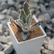 【星辰多肉】星兔耳  三吋 穩根連盆寄送。多肉植物，療癒，觀葉，多肉。（寄送會掉葉，可接受再下單）