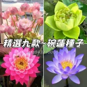 現貨熱銷⚡精選九款~碗蓮種子「已開口」碗蓮 小荷花種子 7天發芽 蓮花睡蓮 水培碗蓮 蓮花種子睡蓮荷花種子