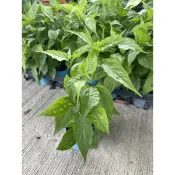 憂遁草/優頓草苗/永吉種苗園