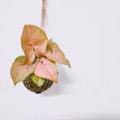 粉紅佳人合果芋苔球│板植│室內植物│窗邊植物│觀葉植物