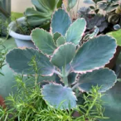 ｛現切枝條｝多肉植物  翩蝶之舞錦。10cm