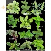 現貨+當日出貨   14款薄荷種子 多款食用薄荷 種子香草檸檬 貓薄荷觀賞 留香薄荷籽 食用驅蚊 香料 四季陽臺室內盆栽