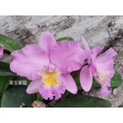嘉德麗雅蘭 聖誕玫瑰 非常香