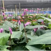 一禪種苗園-神秘優雅的形象〈火鶴花-紫色〉居家綠化盆栽-3吋盆/室內觀賞花卉/辦公室送禮/喬遷送禮/熱烈的愛