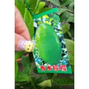 花囍園_水果苗--香水檸檬 --別名：圓佛手柑/枝幹多刺/4吋