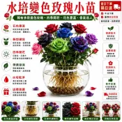 不怕養不活｜水培土栽自由選【現貨 玫瑰花苗】🌹  稀有玫瑰花苗 帶葉子出貨 加洛斯曼陀羅 稀有多色 濃香型玫瑰花苗 好養