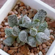 ≡植綠人生≡🌴海豹天章🌴 Adromischus Cooperi v. Festivus │景天科│天章屬│多肉植物│
