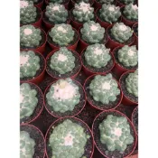 (店+)苔鑽🍀無刺象牙丸 蜘蛛眼象牙 仙人球 仙人掌 非實生/植株約5cm左右/多肉植物/防輻射/辦公室小物/盆栽/室內外皆可