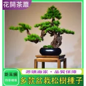台灣現貨【黑松種子】松樹種子 大阪松 五葉松 那須五葉松 多款松樹種子 價格超低