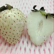 日本草莓 草苺苗 奈良 真珠姬 白草莓種子