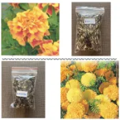 種子王國  孔雀草/萬壽菊【加購專區】 花海種子 田間觀賞種子 分包裝種子 約10公克/包 可防線蟲