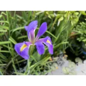 紫色鳶尾花(水生）每株100元