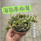田尾玫瑰園 l 海龜串椒草、小海龜【3吋盆】觀葉植物 室內植物 爆紅植物 多肉植物 (植物眾多歡迎詢問)