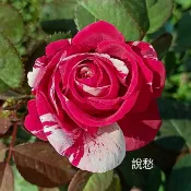說愁 庭院豐花 整體耐熱  雙色絞紋《四季有花玫瑰園》玫瑰苗 玫瑰盆栽 嫁接樹玫瑰 月季棒棒糖