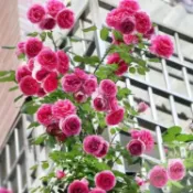 🌱 新品薔薇花 四季種植 爬藤月季花籽種子混色四季播種開花攀援花卉植物景觀子 玫瑰花 種子